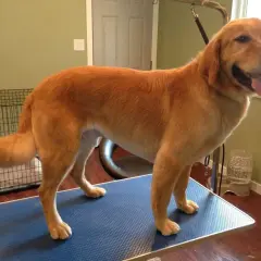 Czy Golden Retriever się strzyże? Uniknij błędów pielęgnacji!