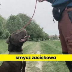 Jak założyć psu obrożę, aby zapewnić mu komfort i bezpieczeństwo