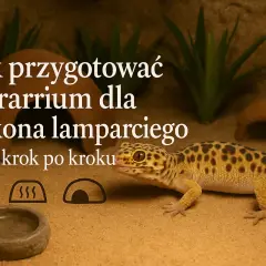 Ścianka dla Gekona Lamparciego: DIY Poradnik Krok po Kroku