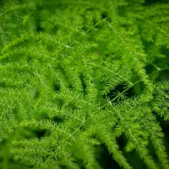 Gęste, zielone gałązki asparagus pierzasty tworzą delikatną, pierzastą strukturę.