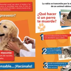 Un perro recibe una vacuna para prevenir la rabia. ¡Vacúnalo!