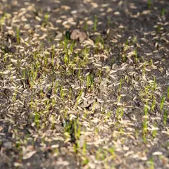 Germogli verdi spuntano dal terreno, circondati da semi. Si vede quanto ci mette l'erba a crescere dopo la semina.