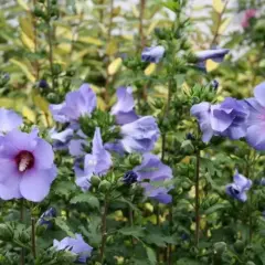 Piękny, fioletowy hibiskus kiedy kwitnie, zachwyca swoimi delikatnymi płatkami i ciemnym środkiem.