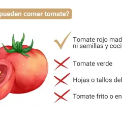 ¿Los gatos pueden comer tomate? Sí, tomate rojo maduro, sin piel, ni semillas y cocido. Evita tomate verde, hojas, tallos y frito.