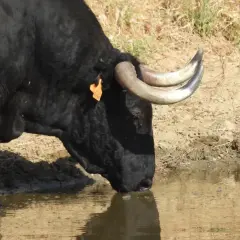 Toro negro de **ganadería Las Ramblas** bebe agua en un charco.