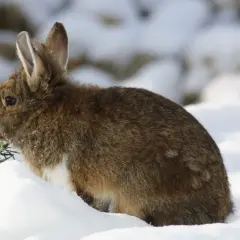 Braunes Kaninchen sitzt im Schnee, mit leichtem Fokus auf das Fell und die Ohren.