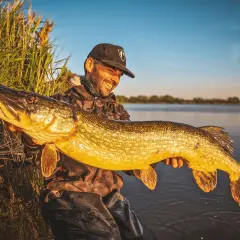 Un pêcheur souriant tient un énorme brochet, un poisson carnassier aux reflets dorés, au bord d'un lac au coucher du soleil.