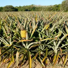 Campo di coltivazione di ananas in Sicilia, con frutti maturi e foglie verdi che si estendono all'orizzonte sotto un cielo azzurro.