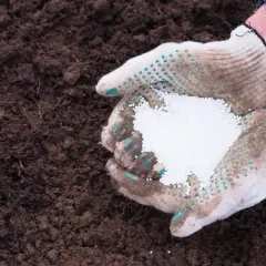 Ręce w rękawiczkach trzymają biały nawóz mocznik, gotowy do rozsypania na ciemnej ziemi.