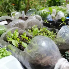 Praktyczne pomysły na to, co można zrobić z butelek plastikowych do ogrodu