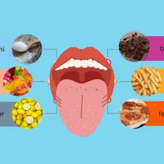 Die Zunge zeigt die verschiedenen Geschmacksrichtungen einer Speise: süß, sauer, salzig, fettig, bitter und Umami.