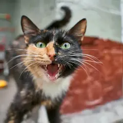 A calico cat with wide green eyes and an open mouth, showing fangs, explains why do cats hiss: they feel threatened.
