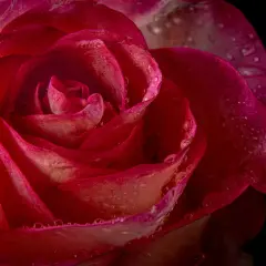 Makrofotografia w domu: krople rosy na płatkach czerwonej róży, podkreślające jej delikatną strukturę.