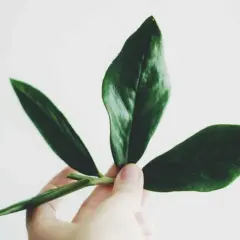 En hand håller en grön garderobsblomma stickling med tre blad.