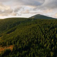 Gęsty las świerkowy na zboczu góry, w tle szczyt z budynkami i zachmurzone niebo.
