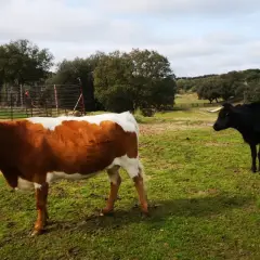 Un toro negro y una vaca parda y blanca pastan en un campo verde.