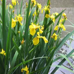 Plante semi aquatique aux fleurs jaunes éclatantes, poussant au bord de l'eau.