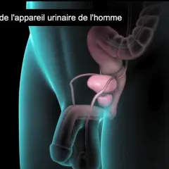 Anatomie de l'appareil urinaire masculin. Comprendre le système urinaire est la première étape vers des solutions pour l'incontinence masculine.