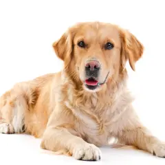 Jaką karmę dla golden retrievera wybrać, aby uniknąć problemów zdrowotnych?