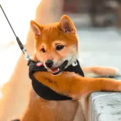 Uroczy szczeniak rasy shiba inu, z zaciekawieniem patrzący w obiektyw. Jego radosny **shiba inu charakter** widać w uśmiechu i otwartych uszach.
