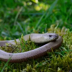 Eine Blindschleiche schlängelt sich durch das grüne Gras und Moos im Garten.