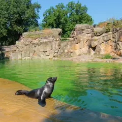 Foka wychodzi z zielonej wody na brzeg w zoo w Berlinie. Skaliste otoczenie i bujna zieleń tworzą naturalne środowisko.