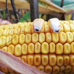Gros plan sur une épi de maïs jaune vif, prêt pour la récolte. Deux grains sont visibles en haut, symbolisant le cycle du maïs.