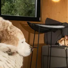 Un perro grande y peludo descansa sobre una manta, mientras otro perro duerme en un sofá. Parecen estar en una sesión con un psicólogo de perros.