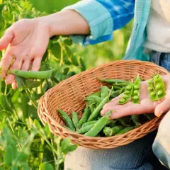 Main d'une personne récoltant des petits pois dans un champ, remplissant un panier. Les pois sont frais et verts.