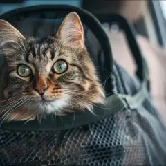 Un chat tigré aux grands yeux verts est dans un sac de transport pour un transport en voiture longue distance.