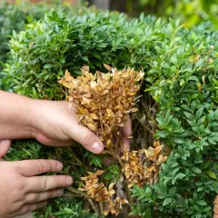 Mains inspectent un buis atteint par la pyrale du buis, retirant des branches sèches et brunes.