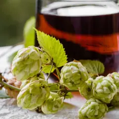 Zielone szyszki chmielu, które pokazują, jak wygląda chmiel, obok kufla z ciemnym piwem.