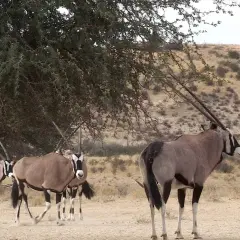Un grupo de oryx animal africano, con sus distintivas marcas faciales y cuernos largos, se refugian bajo la sombra de un árbol en un paisaje árido.