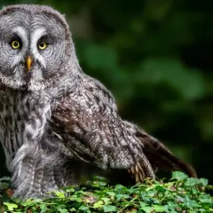 Gufo grigio con occhi gialli, un vero animale notturno. Forse aspetta Edward, ma non si presenta.