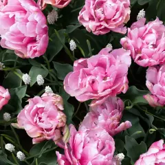 Różowe, pełne tulipany i drobne białe kwiatki. Idealny widok, kiedy najlepiej do Keukenhof, by podziwiać wiosenną feerię barw.