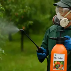 Ochrona róż przed chorobami za pomocą opryskiwacza z preparatem Miedzian. Osoba w masce i okularach chroni się podczas zabiegu.