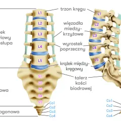 Anatomia kręgosłupa: odcinek lędźwiowy (L1-L5), kość krzyżowa (S1-S5) i ogonowa. Ilustracja pomaga zrozumieć, jak naprawić przepuklinę L5-S1.