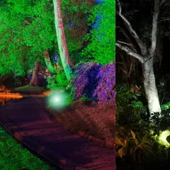 Magiczny ogród nocą. Oświetlenie drzewa tworzy surrealistyczną atmosferę, odbijając się w wodzie i podkreślając piękno roślin.
