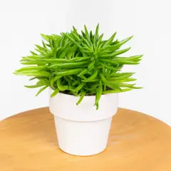 Peperomia ferreyrae w białej doniczce, z soczystymi, zielonymi liśćmi przypominającymi fasolki, stoi na drewnianym blacie.