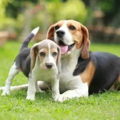 Dorosły beagle i szczeniak na trawie. Jak sprawić, by dorosły pies zaakceptował szczeniaka? Powolne zapoznawanie i pozytywne wzmocnienia to klucz.