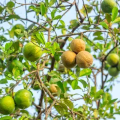 Limoni verdi e alcuni frutti secchi, forse un limone mal secco, pendono da un ramo con foglie verdi.