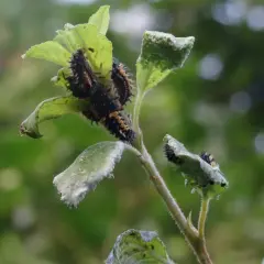 Plusieurs larves de coccinelles, ressemblant à des capucines pucerons, dévorent une feuille verte.