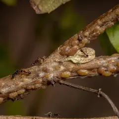 Des fourmis protègent une colonie de cochenilles à carapace, montrant une étape du cycle de vie de ces insectes.