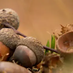 Nahaufnahme von Eicheln, die auf dem Waldboden liegen. Vorsicht, die Eichel ist giftig!