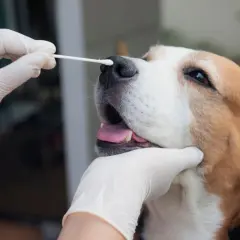 A gloved hand gently swabs a beagle's nose, a test to see if dogs can get salmonella.