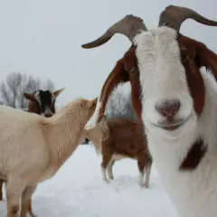Neugierige ziegen im winterlichen Schnee. Eine Ziege mit braunen Flecken blickt direkt in die Kamera, während andere im Hintergrund stehen.