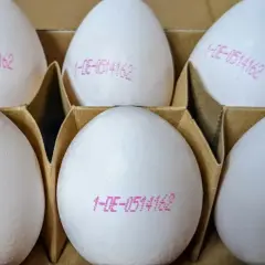 Sechs weiße Eier in einer Pappschachtel, jedes mit einer rosa Nummerierung. Diese Eier wissen, wann sie gelegt wurden.
