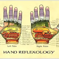 Diagramma della riflessologia mano, che mostra le zone riflesse degli organi e delle ghiandole su palmo sinistro e destro.