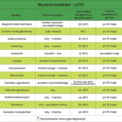 Jakie kwiaty siejemy w lutym, aby uzyskać piękne ogrody?