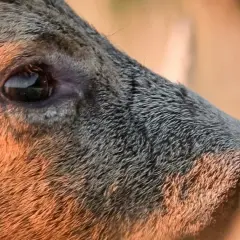Co szczeka w lesie? Odkryj tajemnicze dźwięki zwierząt
